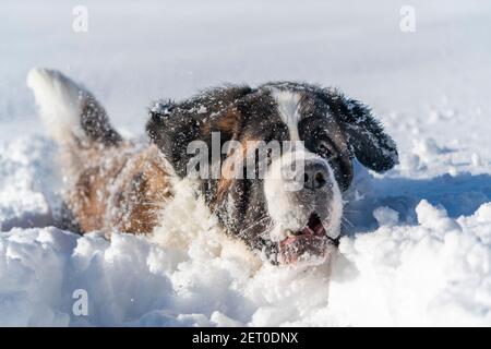 Chien Saint Bernard adulte jouant autour dans la neige pendant l'hiver. Banque D'Images