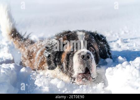 Chien Saint Bernard adulte jouant autour dans la neige pendant l'hiver. Banque D'Images