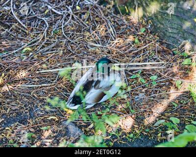 Un canard dans l'herbe Banque D'Images