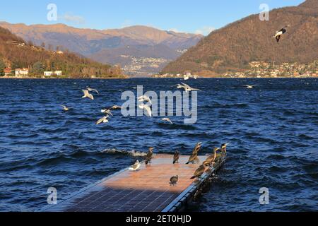 Jetée sur le lac Ceresio avec mouettes et autres oiseaux, temps clair, couleurs saturées Banque D'Images