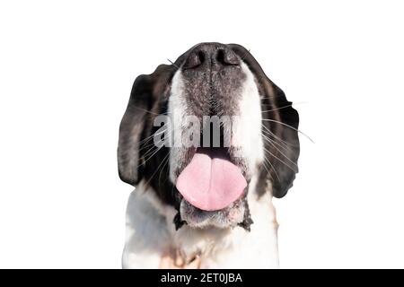 Foyer sélectif du chien adulte Saint Bernard qui colle de sa langue Banque D'Images