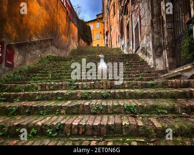 Mouette debout sur les marches de la ville, Rome, Lazio, Italie Banque D'Images