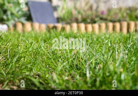 Pelouse dans le jardin du Royaume-Uni au printemps Banque D'Images