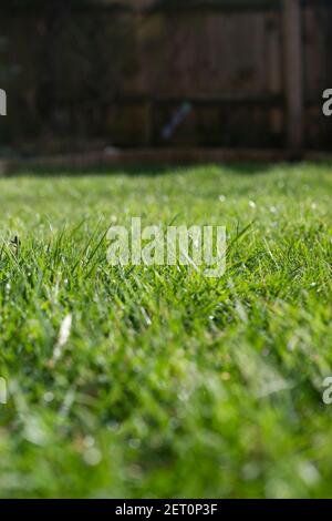 Pelouse dans le jardin du Royaume-Uni au printemps Banque D'Images