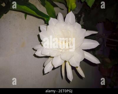 Un gros plan d'un magnifique grand blanc parfumé Fleur de nuit du cactus de pipe du Dutchman ou reine de La nuit (Epiphyllum oxypetalum) Banque D'Images