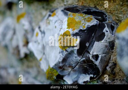 pousse de lichen sur le mur de pierre de silex, norfolk, angleterre Banque D'Images