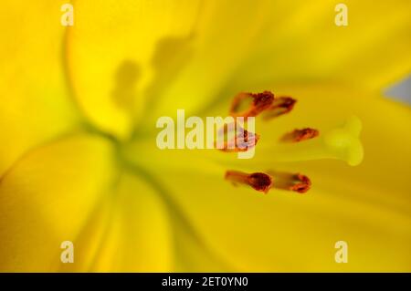 gros plan de fleur de lys jaunes dans le jardin anglais, norfolk, angleterre Banque D'Images