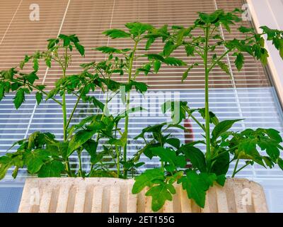 Jeunes plants de tomates cerises et de poivrons dans un pot en polystyrène, devant la fenêtre. Banque D'Images