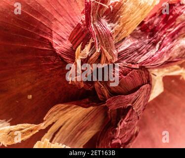 Gros plan extrême de la photo de la peau sur l'oignon non pelé Banque D'Images