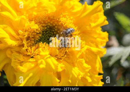 Abeille est assise sur une fleur jaune. Photo macro Banque D'Images