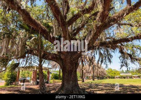 Chêne vivant du sud avec de la mousse espagnole accrochée dans les branches de City Park, la Nouvelle-Orléans, Louisiane, États-Unis Banque D'Images