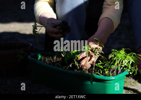 Plants de tomates. La main d'une femme âgée plante les plants de tomate dans un contenant vert avec le sol. Petits plants de tomates dans le plateau Banque D'Images