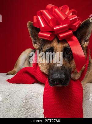 Portrait d'un chien de berger allemand portant une écharpe enveloppée dans un noeud rouge sur un tapis Banque D'Images