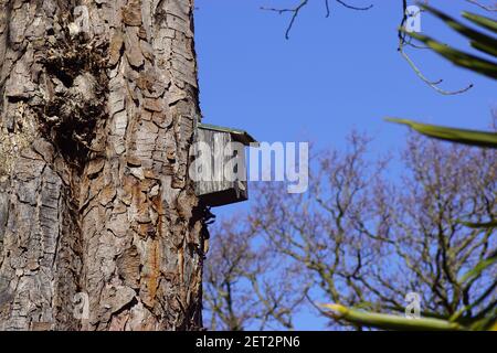 Vieille maison d'oiseaux contre le tronc d'un châtaignier dans un jardin hollandais. Ciel bleu. Chêne délavé sur le fond. Fin de l'hiver, février, pays-Bas Banque D'Images