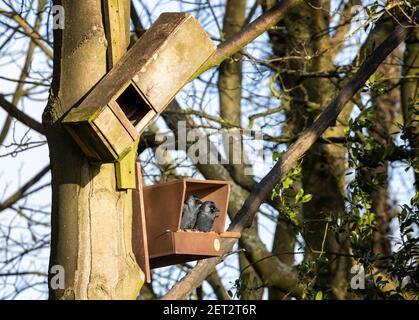 Faune du Royaume-Uni: Signes du printemps - deux chaques (Corvus monedula) assis dans un nouveau nid de kestrel qui ressemble à avoir choisi leur site de nidification, West Yo Banque D'Images