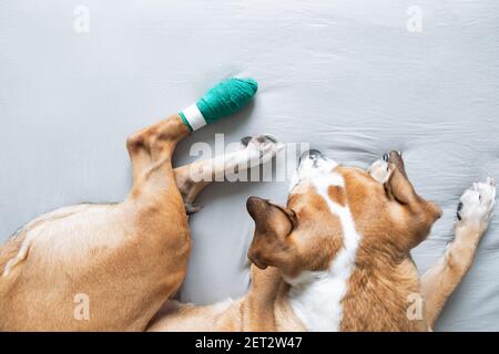 Chien avec une patte de bandage blessée. Questions d'EFP, traumatisme physique, prendre soin des animaux domestiques à la maison concept Banque D'Images