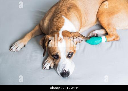 Chien triste avec patte blessée dans un bandage médical. Portrait d'un terrier de staffordshire mignon reposant avec la jambe blessée Banque D'Images