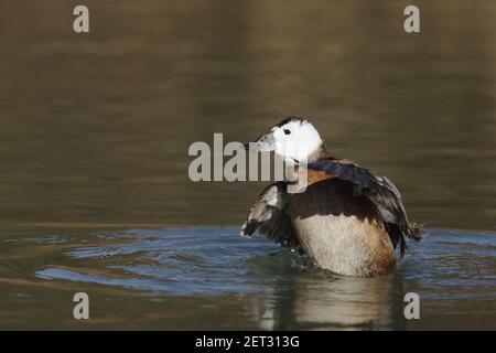 Canard à tête blanche - ailes étirements Oxyura leucocephala Arundel Sussex, Royaume-Uni Banque D'Images