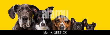 cinq chiens de différentes tailles isolés sur fond jaune Banque D'Images