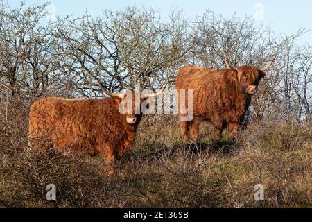 deux grands scottisch highlanders dans la région de la nature hollandaise Banque D'Images