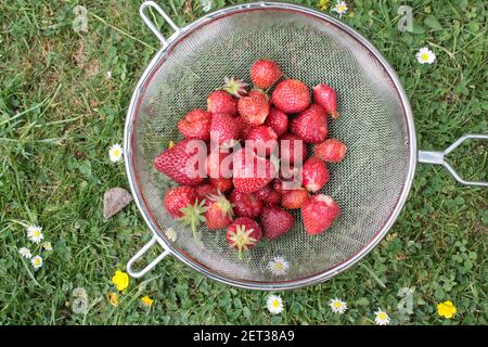 Gros plan de fraises fourragées dans le jardin biologique cultivé à la maison En été, vous pouvez verrouiller les fruits rouges mûrs fraîchement cueillis dans la passoire en métal Banque D'Images