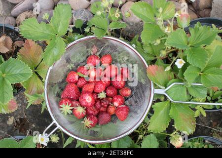 Gros plan de fraises fourragées dans le jardin biologique cultivé à la maison En été, vous pouvez verrouiller les fruits rouges mûrs fraîchement cueillis dans la passoire en métal Banque D'Images