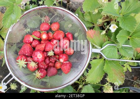 Gros plan de fraises fourragées dans le jardin biologique cultivé à la maison En été, vous pouvez verrouiller les fruits rouges mûrs fraîchement cueillis dans la passoire en métal Banque D'Images