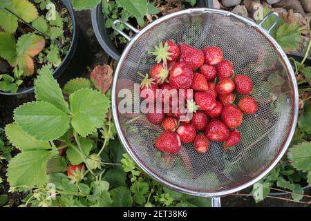 Gros plan de fraises fourragées dans le jardin biologique cultivé à la maison En été, vous pouvez verrouiller les fruits rouges mûrs fraîchement cueillis dans la passoire en métal Banque D'Images
