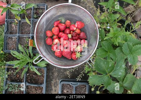 Gros plan de fraises fourragées dans le jardin biologique cultivé à la maison En été, vous pouvez verrouiller les fruits rouges mûrs fraîchement cueillis dans la passoire en métal Banque D'Images