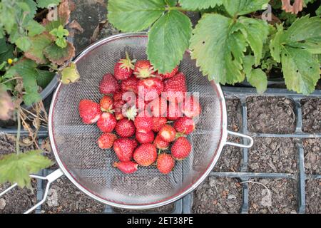 Gros plan de fraises fourragées dans le jardin biologique cultivé à la maison En été, vous pouvez verrouiller les fruits rouges mûrs fraîchement cueillis dans la passoire en métal Banque D'Images