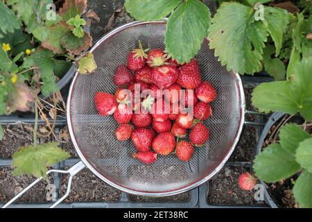 Gros plan de fraises fourragées dans le jardin biologique cultivé à la maison En été, vous pouvez verrouiller les fruits rouges mûrs fraîchement cueillis dans la passoire en métal Banque D'Images