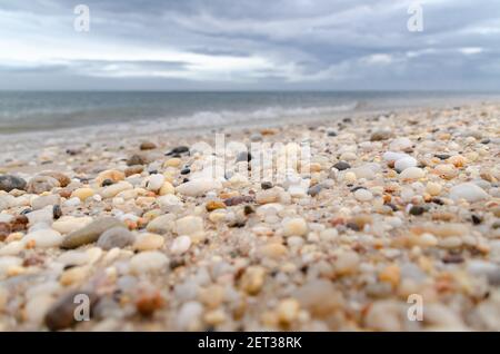 Vue rapprochée des coquillages sur la plage dans Long Island, New York Banque D'Images