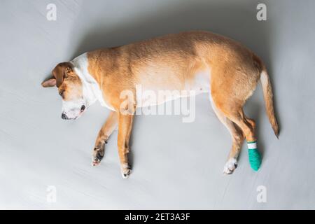 Le chien repose sur le côté avec la jambe dans le bandage médical. Animaux de compagnie blessés, traumatisme, patte blessée, concepts vétérinaires Banque D'Images