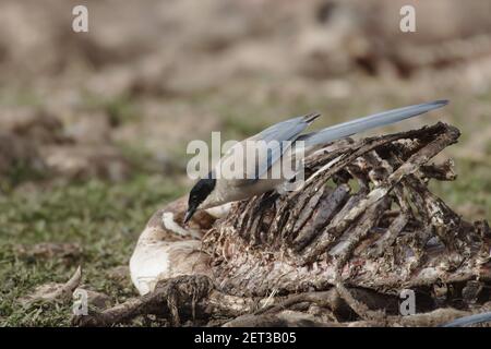 Magpie ailé d'azur - Feeeeeeeeeding sur des moutons morts Cyanopica cyanus Segovia, Espagne BI009102 Banque D'Images