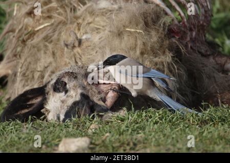 Magpie ailé d'azur - Feeeeeeeeeding sur des moutons morts Cyanopica cyanus Segovia, Espagne BI009112 Banque D'Images