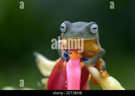 Grenouille d'arbre volante verte assise sur une fleur, Indonésie Banque D'Images