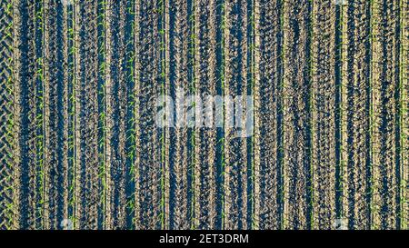 Vue de drone d'une terre cultivée avec de jeunes pousses en fleurs au printemps Banque D'Images