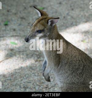 Gros plan d'un kangourou, Port Douglas, Far North Queensland, Queensland, Australie Banque D'Images