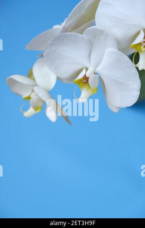 Fleurs d'orchidées blanches.Phalaenopsis.fleurs blanches exotiques gros plan sur fond bleu.plantes-maison et fleurs.orchidées en croissance. Plantes en pots. Soins et Banque D'Images