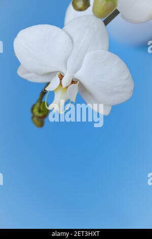 Fleurs d'orchidées blanches.Phalaenopsis.fleurs blanches exotiques gros plan sur fond bleu vif.plantes-maison et fleurs.orchidées en croissance. Soins et culture Banque D'Images