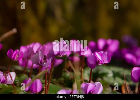 Fleur de cyclamen européen, également appelée Cyclamen purpurascens ou Alpenveilchen Banque D'Images