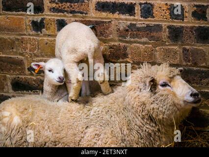 Mignon nouveau-né mouton Shetland jumeaux d'agneau couché sur la brebis mère dans la grange, Ecosse, Royaume-Uni Banque D'Images