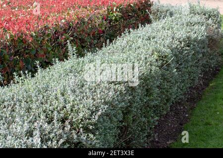 Les haies de la buisson de la srubby et de la srubby de Photinia fraseri. Conception de paysage urbain. Banque D'Images