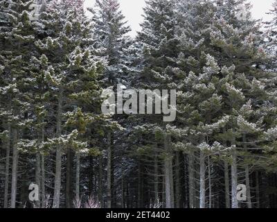 Forêt d'hiver. Arbres dans la neige. Banque D'Images