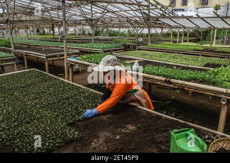 Bandung, Indonésie. 1er mars 2021. Un fermier prépare des graines de laitue prêtes à la vente à Bandung. Selon l'Agence centrale de statistique (BPS), l'économie indonésienne a connu en février 2021 une inflation de 0.10%, soit un taux annuel de 1.38%. Crédit : SOPA Images Limited/Alamy Live News Banque D'Images