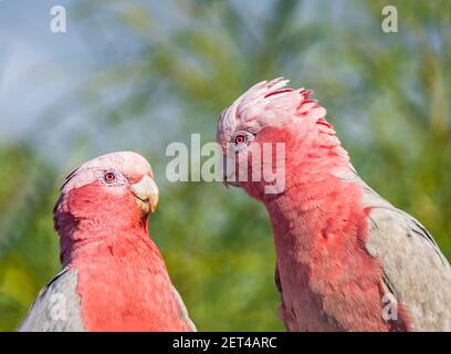 Deux oiseaux de galah dans un arbre regardant l'un l'autre, l'Australie Banque D'Images