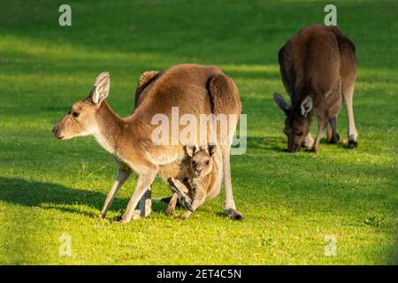Famille de kangourous gris occidental sur une pelouse, Australie Banque D'Images