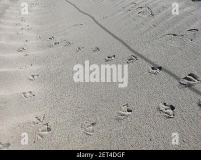 Empreintes de mouettes sur une plage de sable Baltique dans le nord de l'Allemagne Banque D'Images