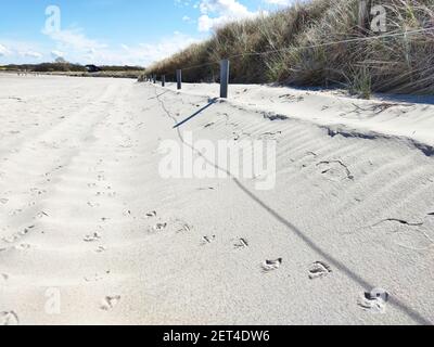 Empreintes de mouettes sur une plage de sable Baltique dans le nord de l'Allemagne Banque D'Images