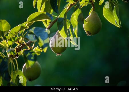 Groupe de poires mûres, saines, jaunes et vertes, poussant sur un arbre en plein soleil dans un vrai jardin biologique Banque D'Images